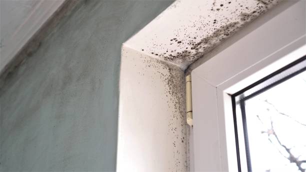 Best Emergency Mold Remediation in St James, MO